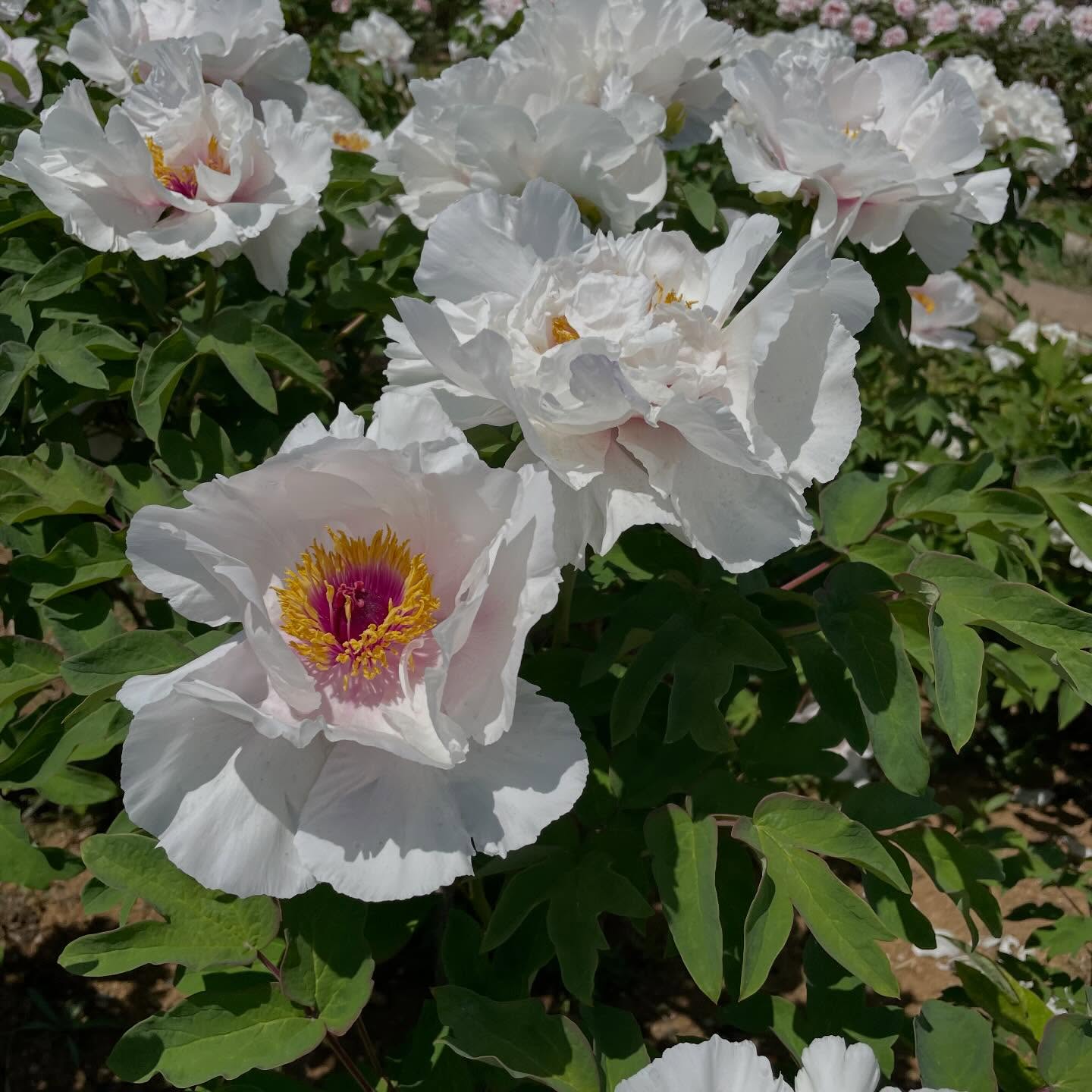 Instagram Image